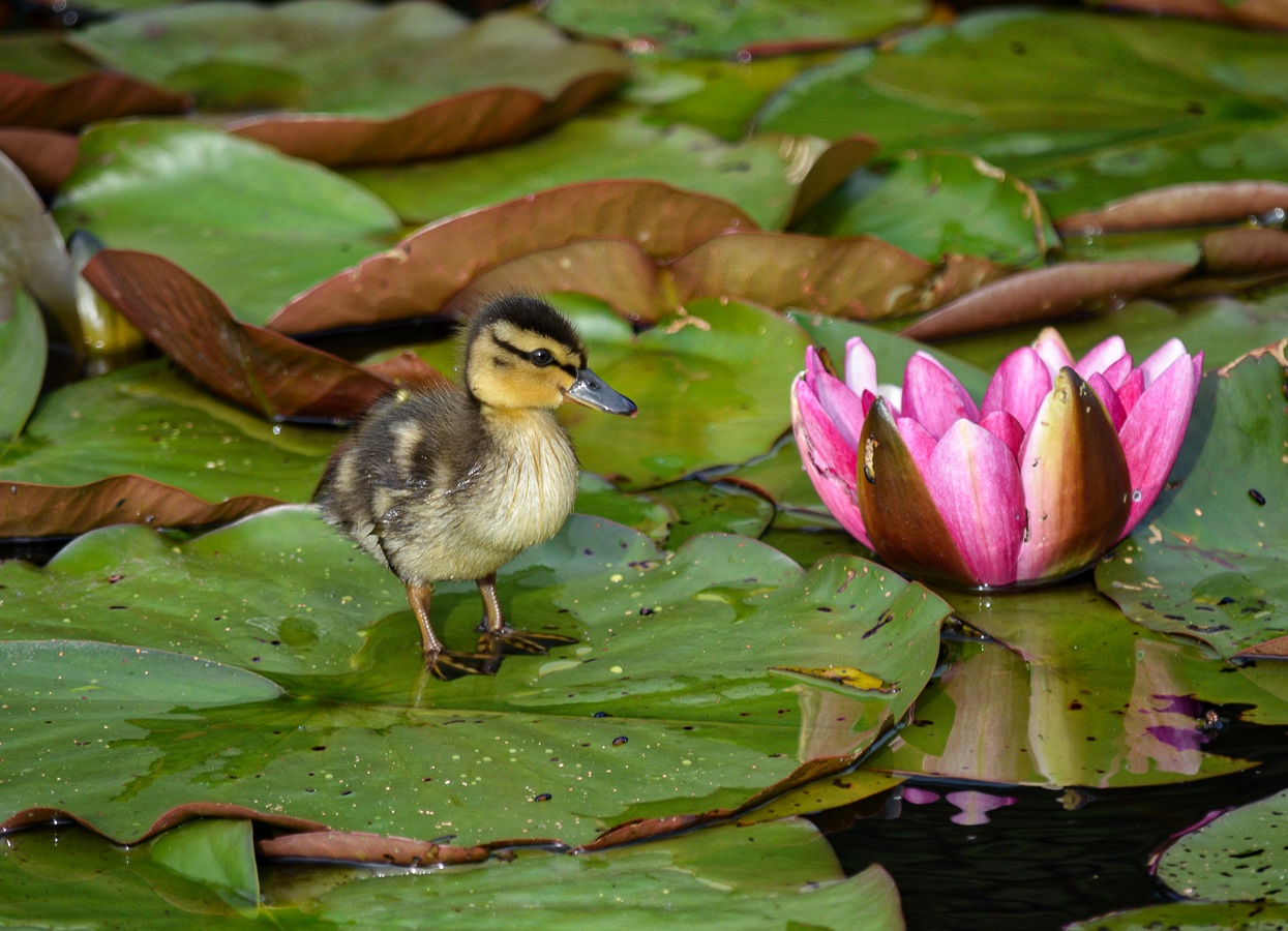 Picture of a little duck