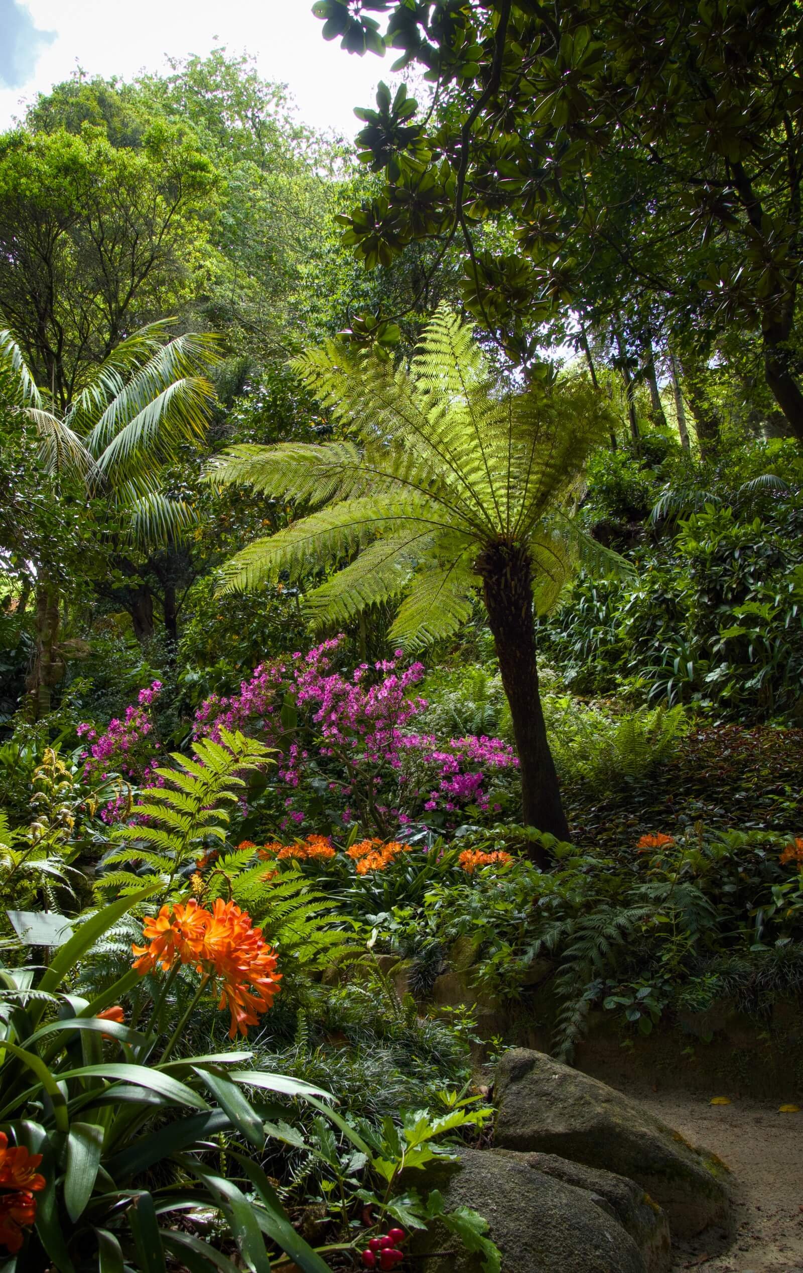 Tropical Harmony Tropical Harmony